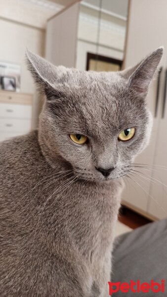 British Shorthair, Kedi  Tarçın fotoğrafı