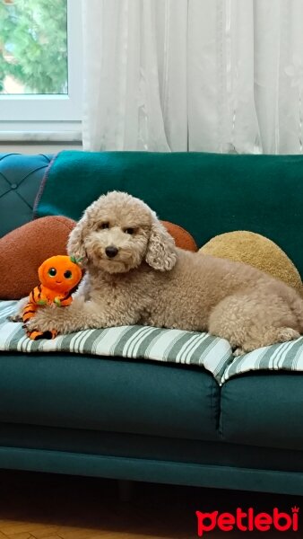 Poodle(Standart Kaniş), Köpek  Merkür fotoğrafı