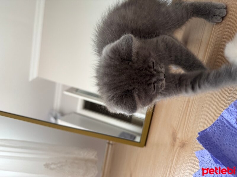 British Shorthair, Kedi  Behlül fotoğrafı