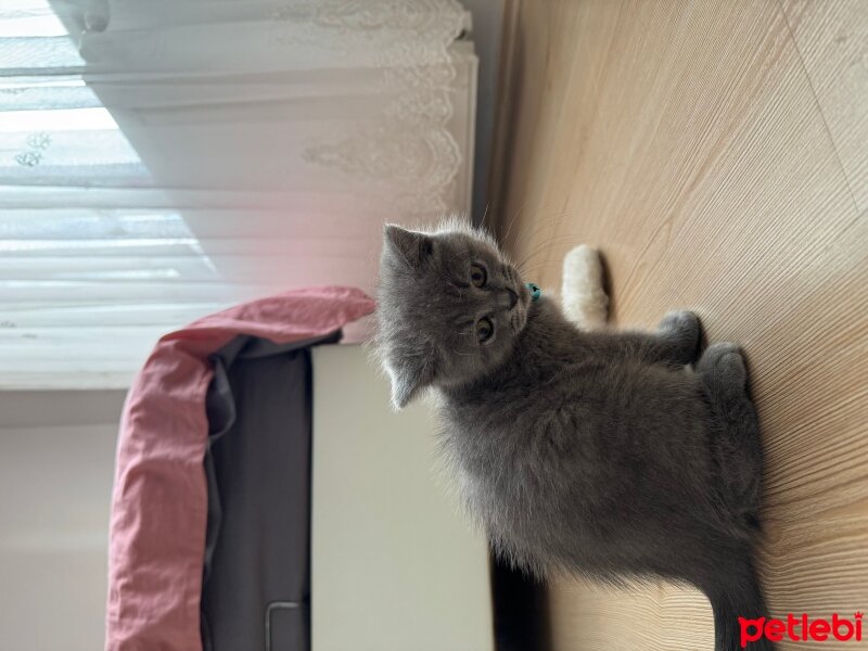 British Shorthair, Kedi  Behlül fotoğrafı