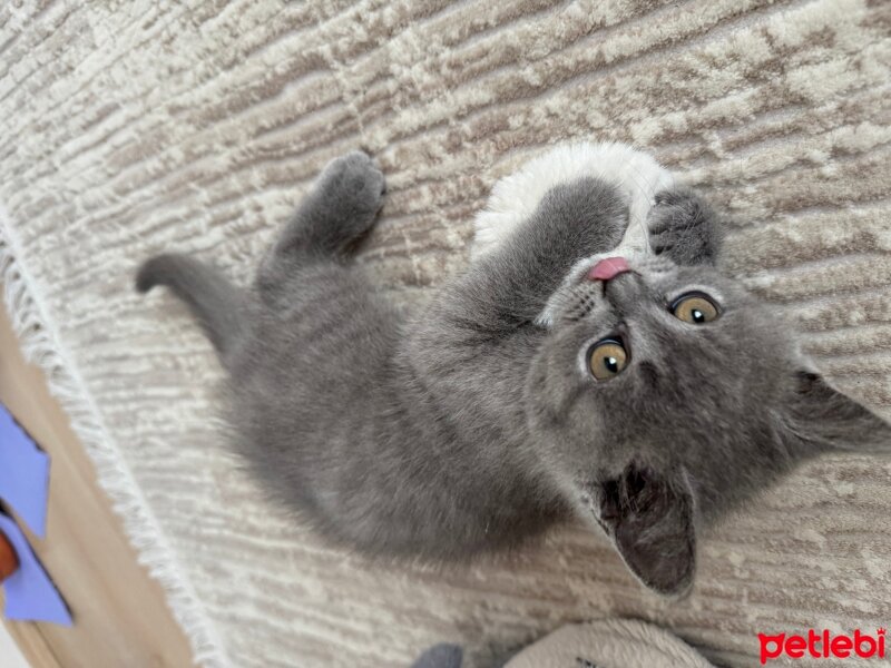 British Shorthair, Kedi  Behlül fotoğrafı