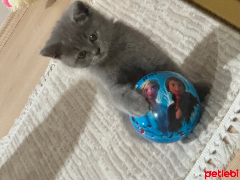 British Shorthair, Kedi  Behlül fotoğrafı