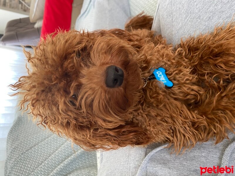 Poodle (Minyatür Kaniş), Köpek  Taco fotoğrafı