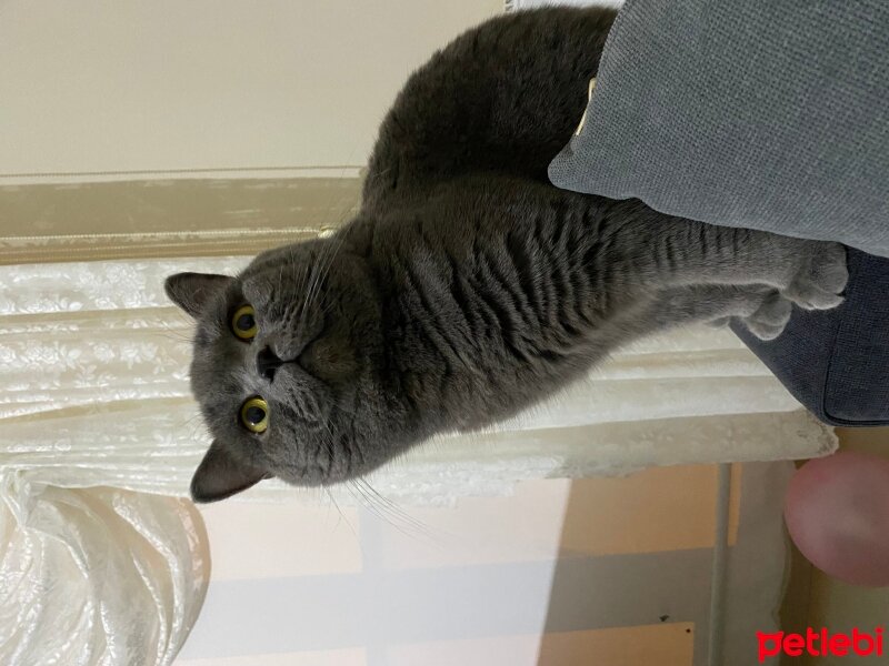 British Shorthair, Kedi  Bulut fotoğrafı