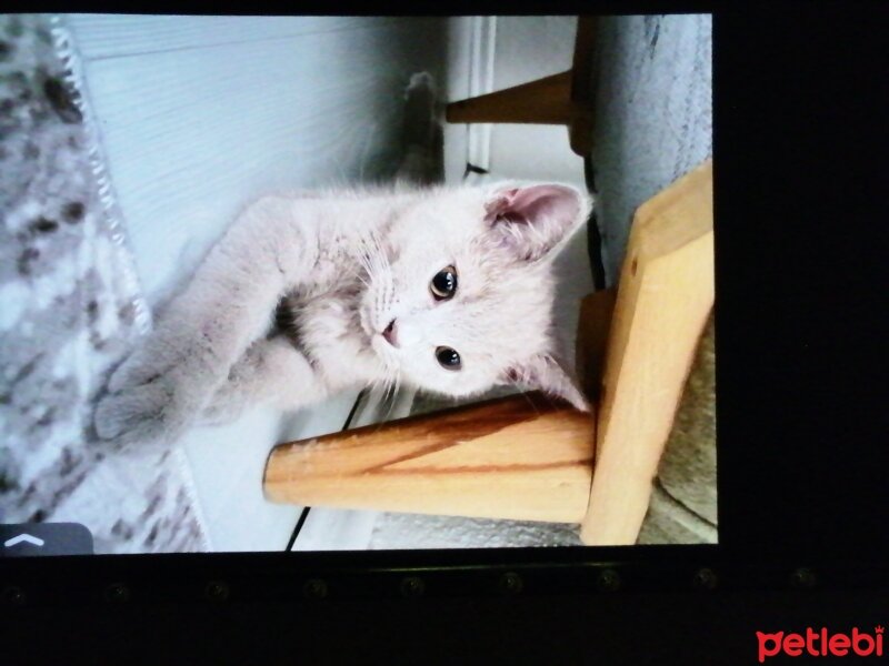 British Shorthair, Kedi  Simba fotoğrafı