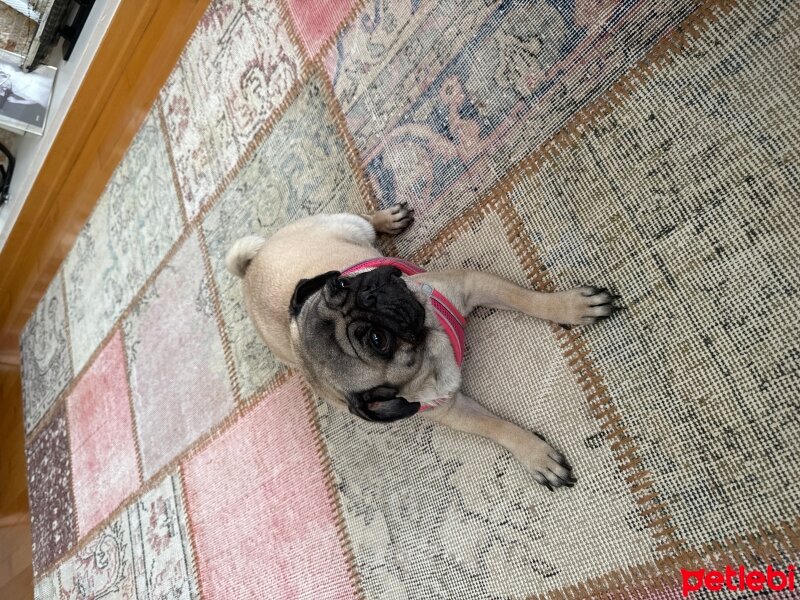 Pug, Köpek  Çiço fotoğrafı