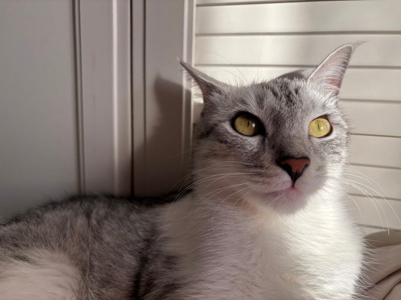 Tekir Kedi, Kedi  Suzan fotoğrafı