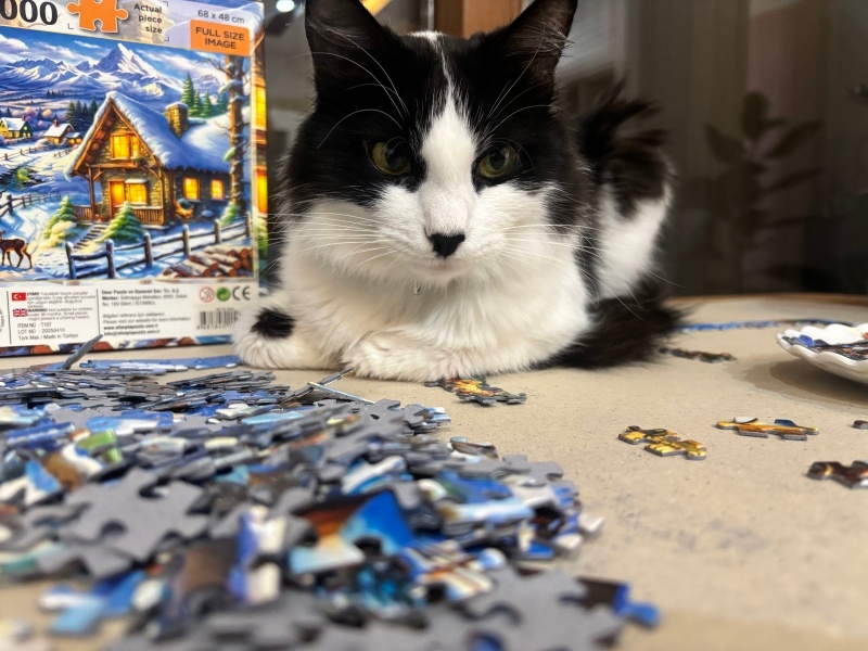 Tekir Kedi, Kedi  Moli fotoğrafı