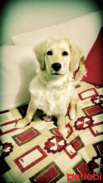 Golden Retriever, Köpek  Waffle fotoğrafı