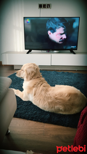 Golden Retriever, Köpek  Waffle fotoğrafı