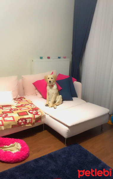 Golden Retriever, Köpek  Waffle fotoğrafı