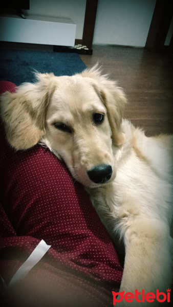 Golden Retriever, Köpek  Waffle fotoğrafı