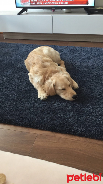 Golden Retriever, Köpek  Waffle fotoğrafı