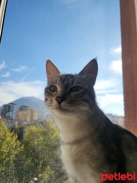 Tekir Kedi, Kedi  Bihter fotoğrafı