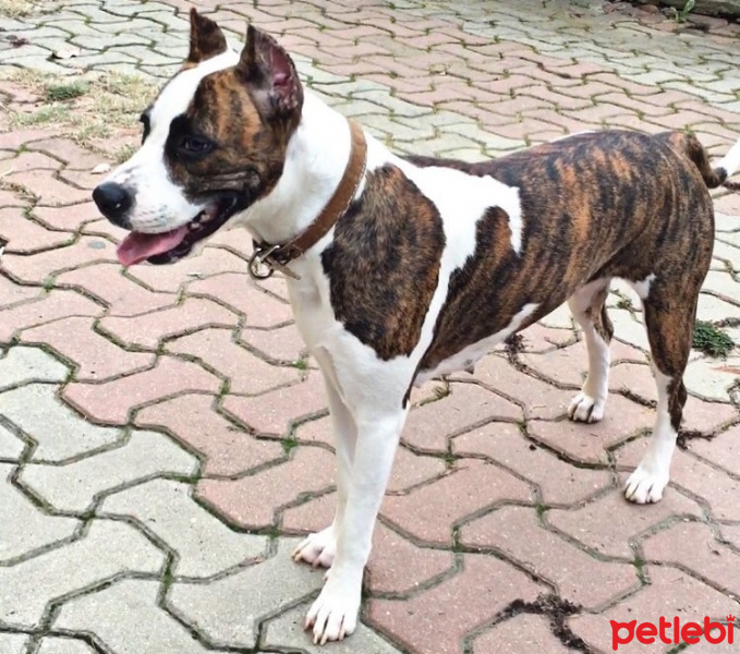 Amerikan Staffordshire Terrier, Köpek  Mia fotoğrafı