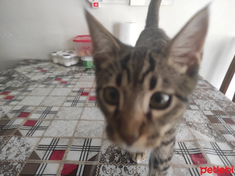 Tekir Kedi, Kedi  reo fotoğrafı