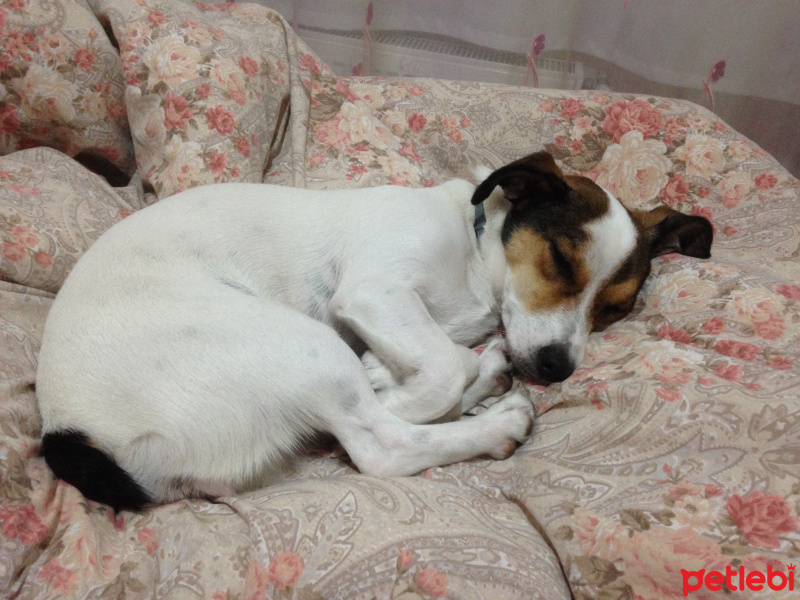 Jack Russell Terrier, Köpek  Helles fotoğrafı
