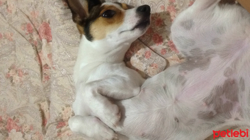 Jack Russell Terrier, Köpek  Helles fotoğrafı