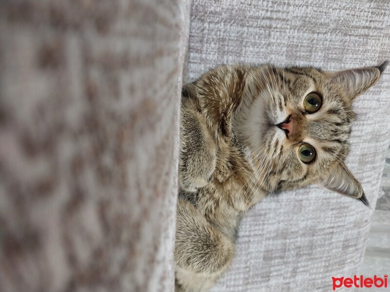 Tekir Kedi, Kedi  Lili fotoğrafı