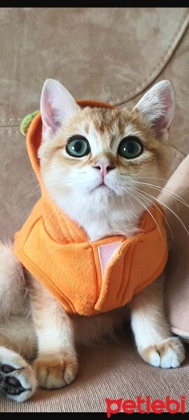 British Shorthair, Kedi  Tarçın fotoğrafı