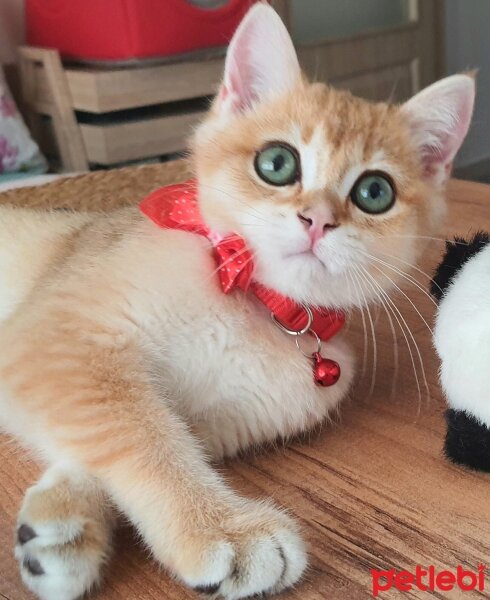 British Shorthair, Kedi  Tarçın fotoğrafı