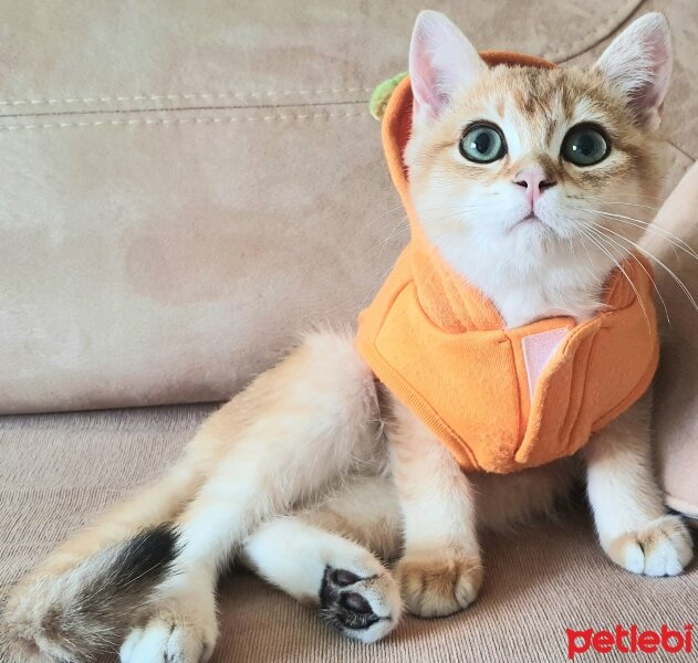 British Shorthair, Kedi  Tarçın fotoğrafı