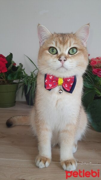 British Shorthair, Kedi  Tarçın fotoğrafı