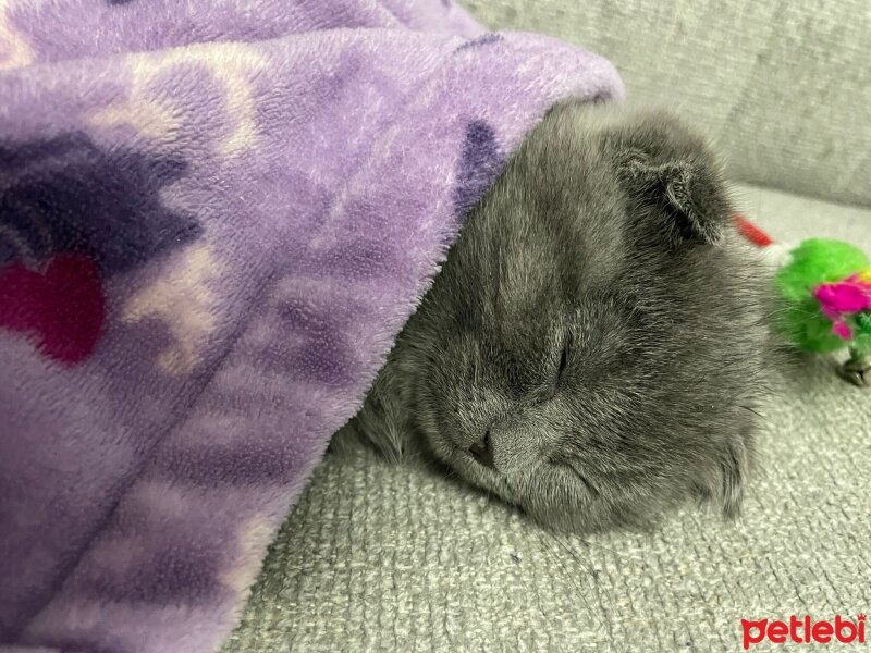 Scottish Fold, Kedi  Şila fotoğrafı