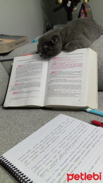Scottish Fold, Kedi  Şila fotoğrafı