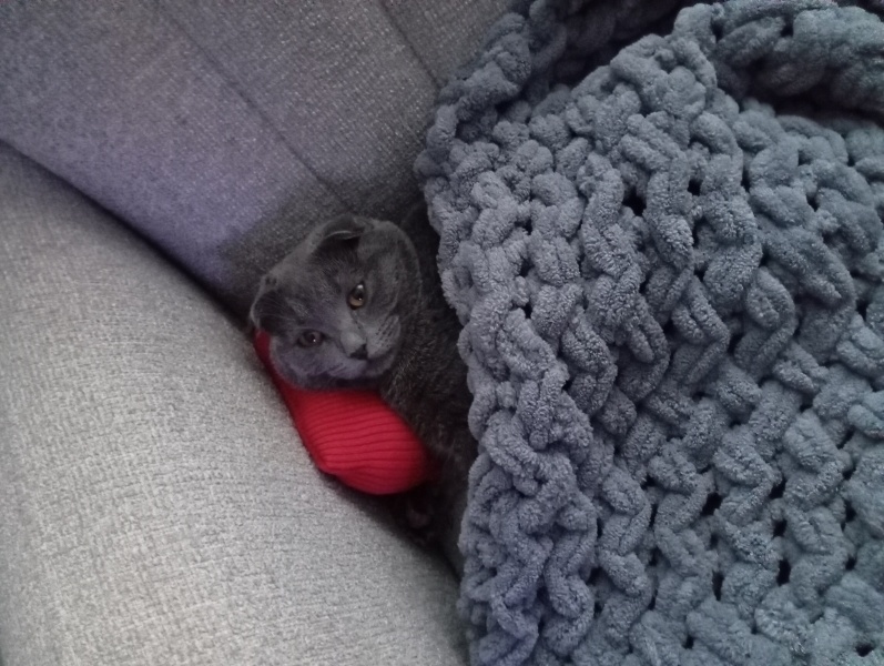 Scottish Fold, Kedi  Şila fotoğrafı