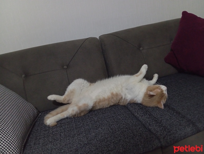 Sarman, Kedi  Chef fotoğrafı