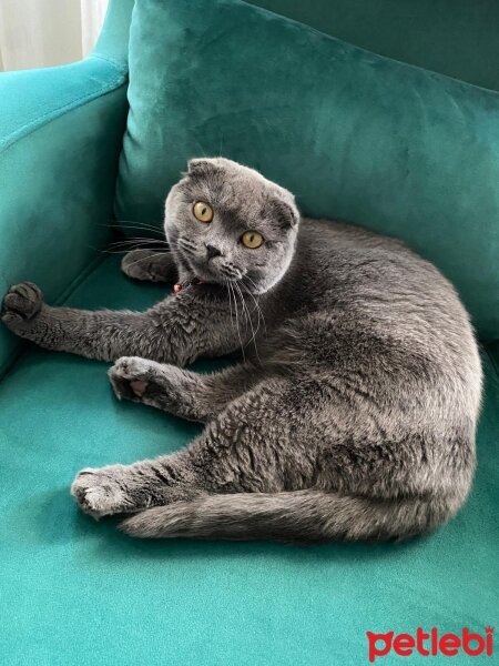 Scottish Fold, Kedi  Balım fotoğrafı