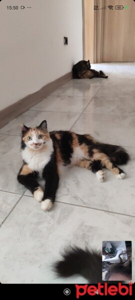 Sibirya Kedisi, Kedi  İlk Doğan fotoğrafı