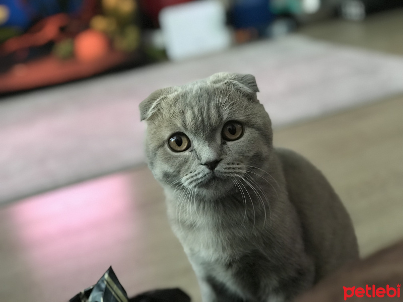 Scottish Fold, Kedi  Nidas fotoğrafı
