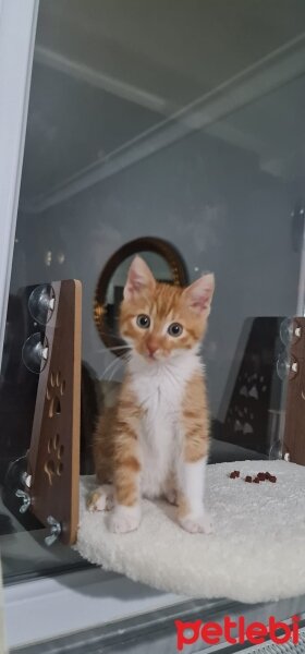 Sarman, Kedi  GÖBİŞ fotoğrafı