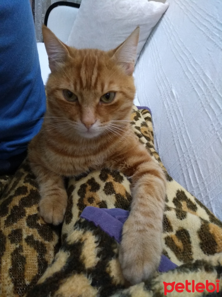 Tekir Kedi, Kedi  Pucci fotoğrafı
