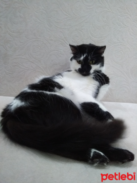 Norwegian Forest, Kedi  Candy fotoğrafı