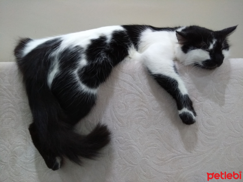 Norwegian Forest, Kedi  Candy fotoğrafı