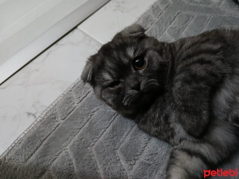 British Longhair, Kedi  Çiko fotoğrafı