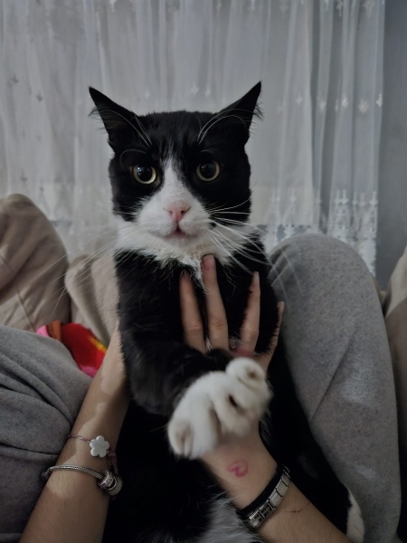 Tuxedo (Smokin) Kedi, Kedi  Layla fotoğrafı