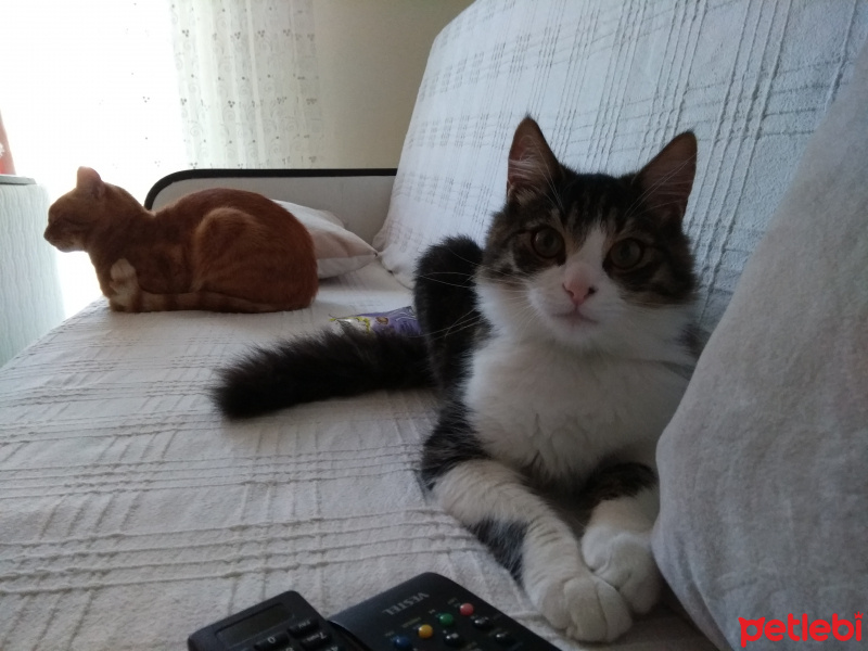 Norwegian Forest, Kedi  Cappuchino fotoğrafı