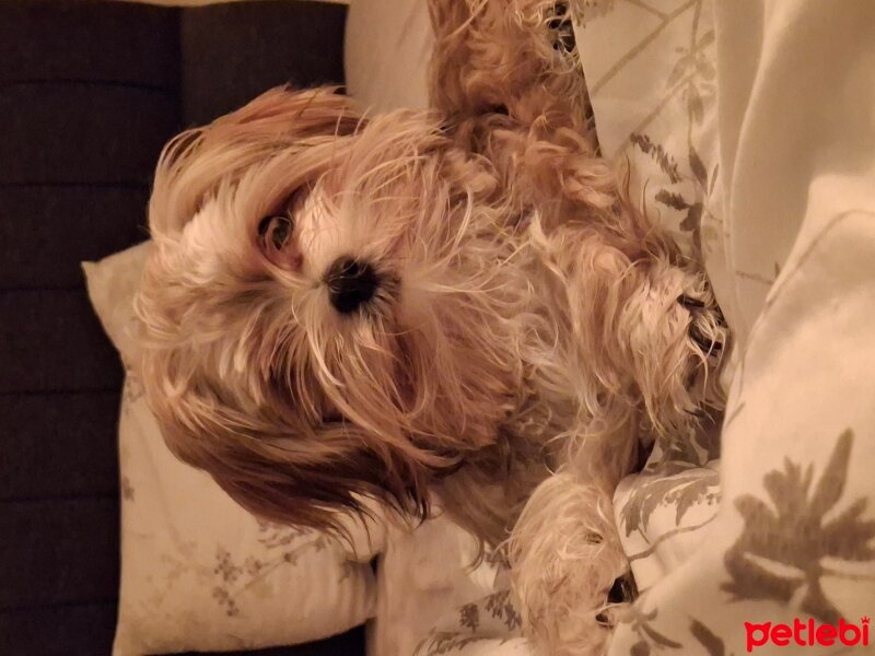 Yorkshire Terrier, Köpek  Latte fotoğrafı