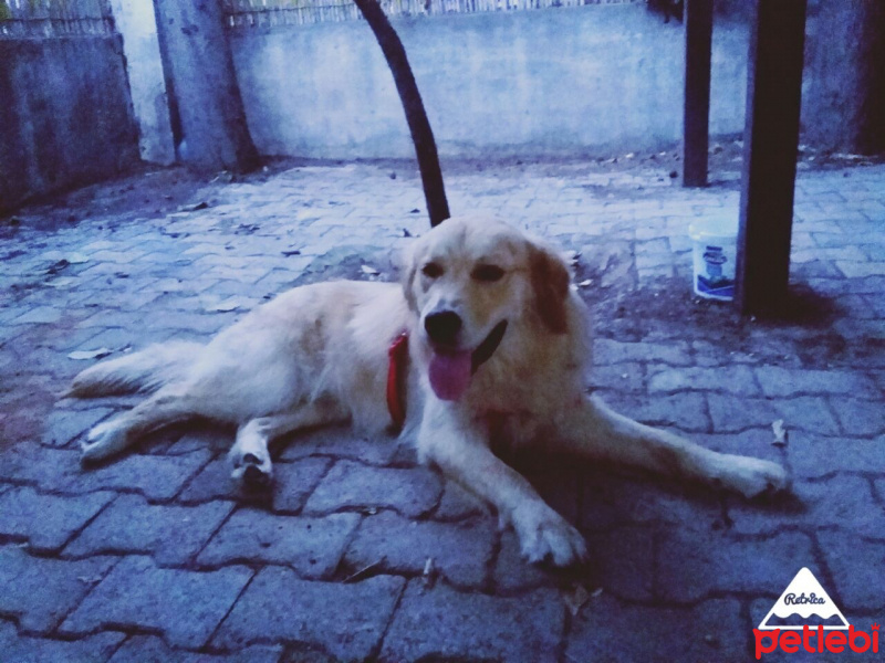Golden Retriever, Köpek  Ares fotoğrafı