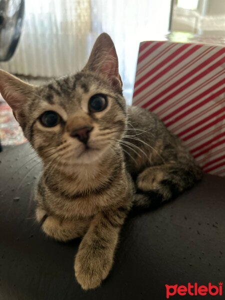 Scottish Fold, Kedi  Çatak fotoğrafı