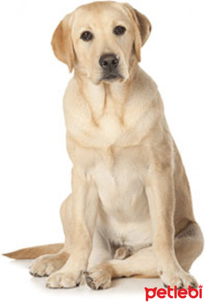 Labrador Retriever, Köpek  köpük fotoğrafı