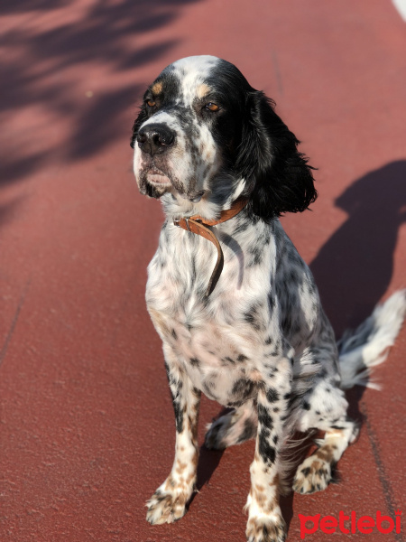 İngiliz Setter, Köpek  Dali fotoğrafı