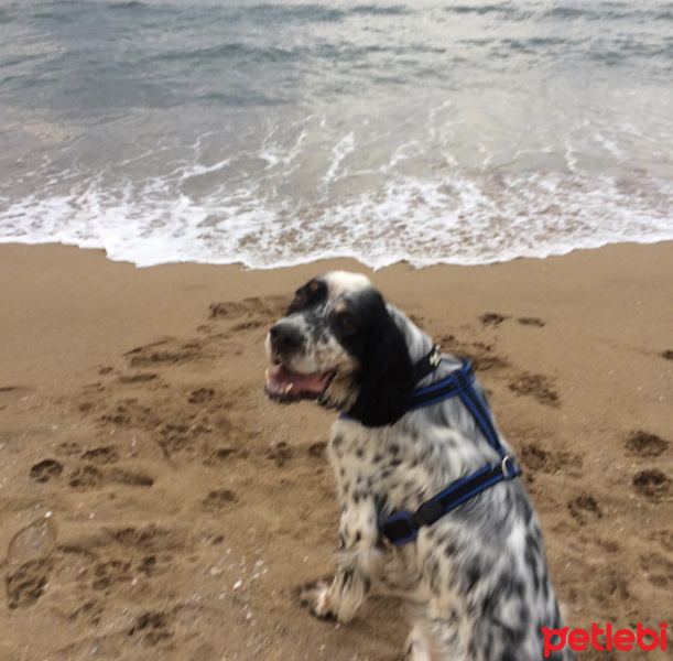 İngiliz Setter, Köpek  Dali fotoğrafı