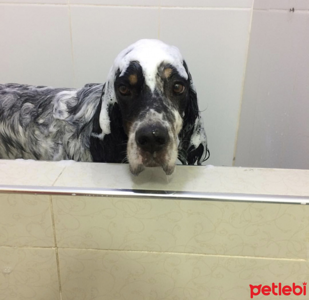 İngiliz Setter, Köpek  Dali fotoğrafı