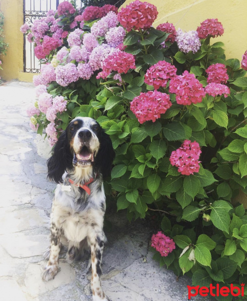 İngiliz Setter, Köpek  Dali fotoğrafı
