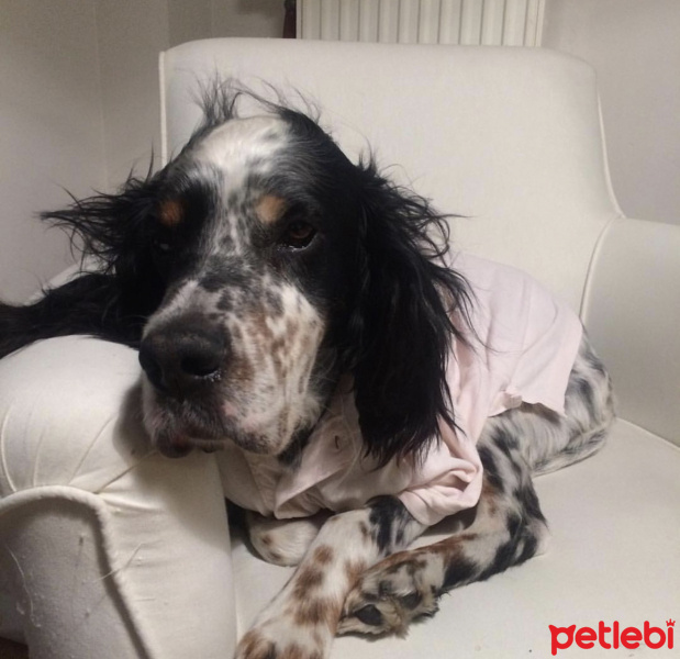 İngiliz Setter, Köpek  Dali fotoğrafı